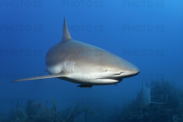 Caribbean reef shark