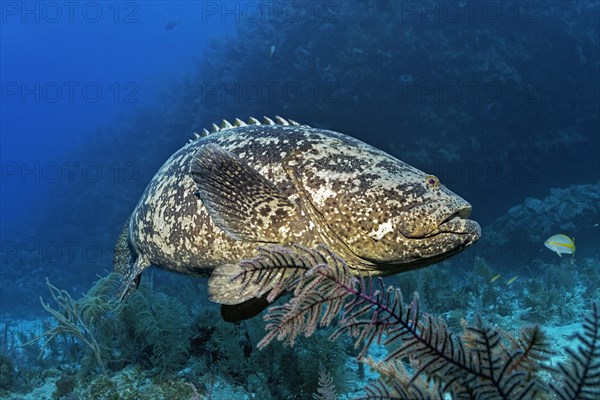 Atlantic goliath grouper