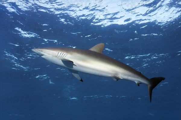 Silky shark