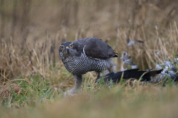 Northern goshawk