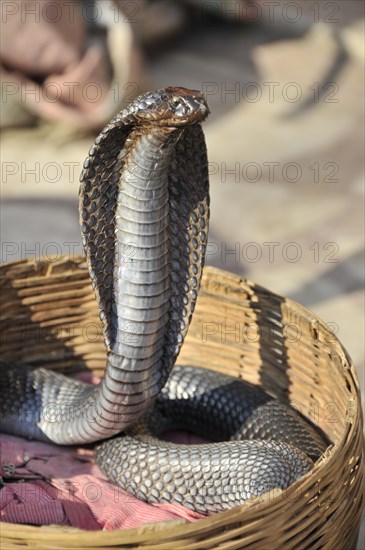 Cobra of snake charmer