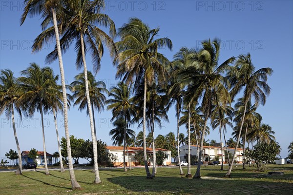 Terraced bungalows