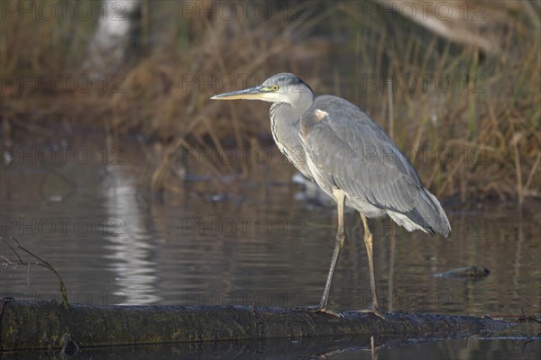 Grey heron