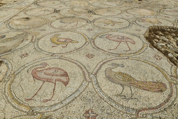 House of the bird mosaics