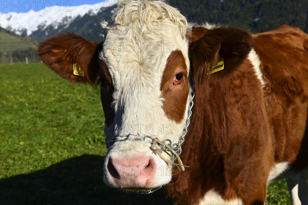 Female domestic cattles