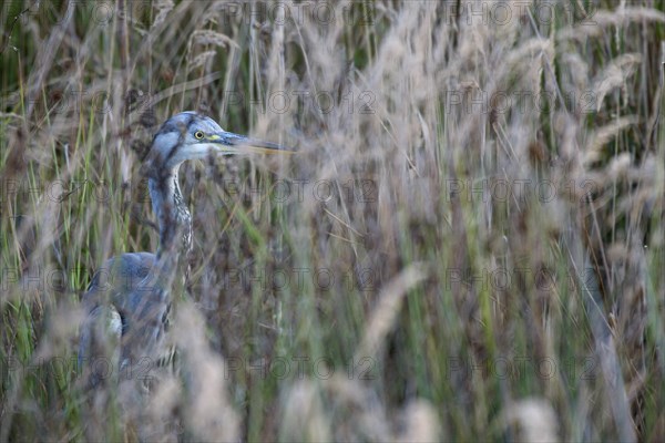 Grey heron