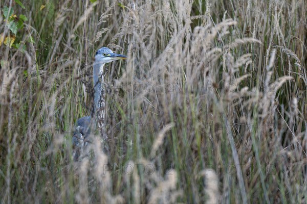 Grey heron