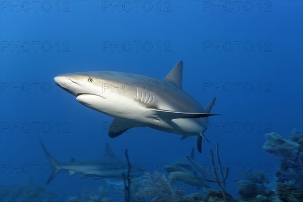 Caribbean reef shark