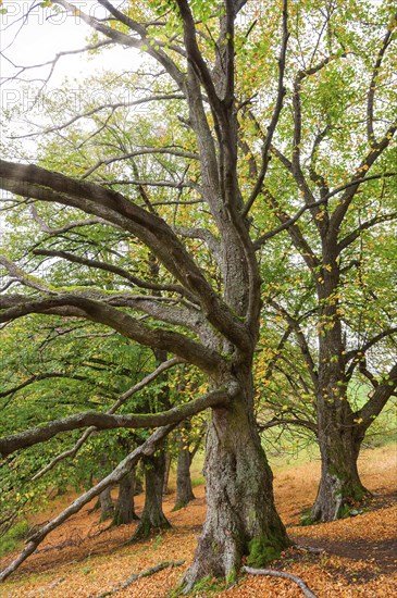 Large-leaved lindens