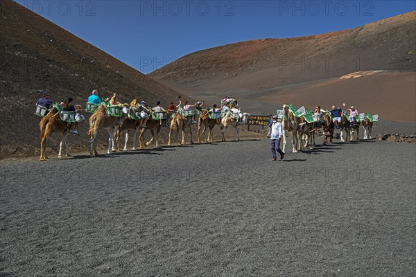 Tourists riding dromedaries in Timanfaya National Park