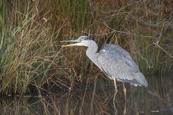 Grey heron