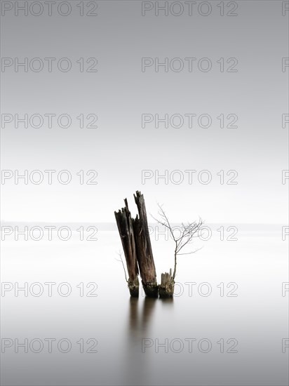 Old groynes for bank protection at Mueggelsee in Berlin