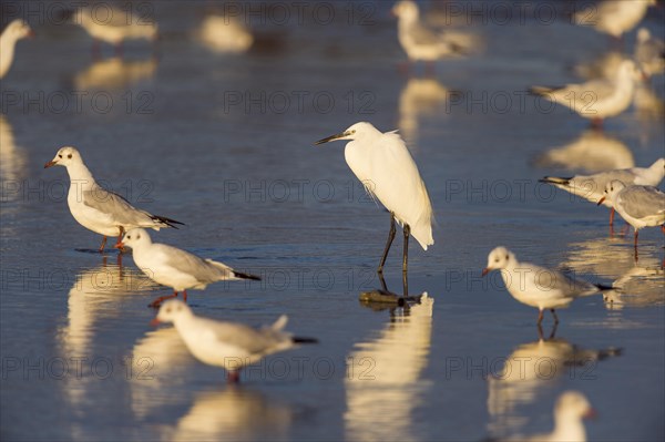 Little Egret