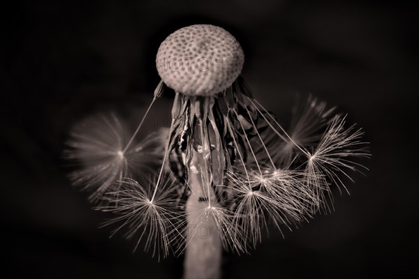 The last seeds of a withered dandelion