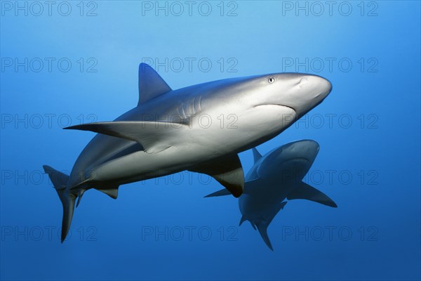 Caribbean reef shark