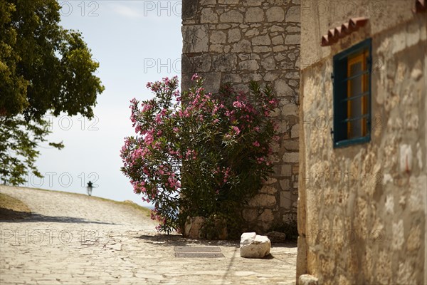 Shrub on house wall