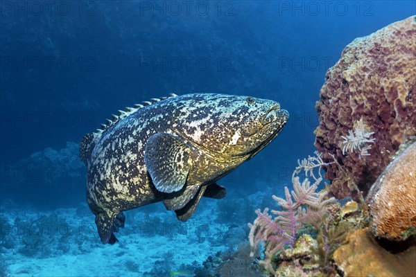 Atlantic goliath grouper