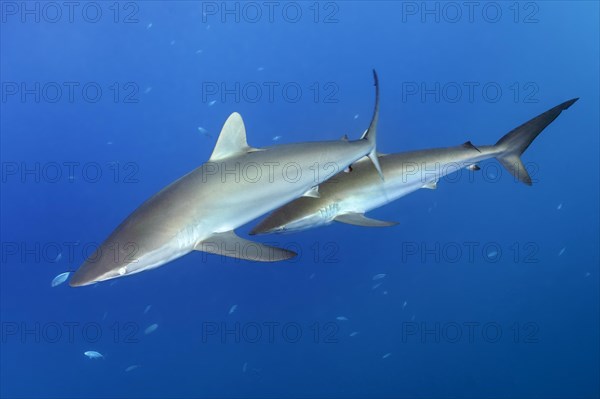 Silky shark