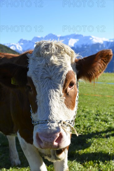 Female domestic cattles