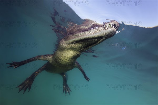 Pointed crocodile