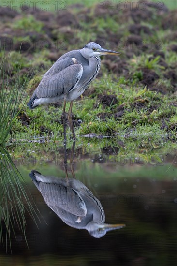 Grey heron