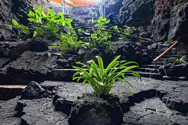 Jameos del Agua