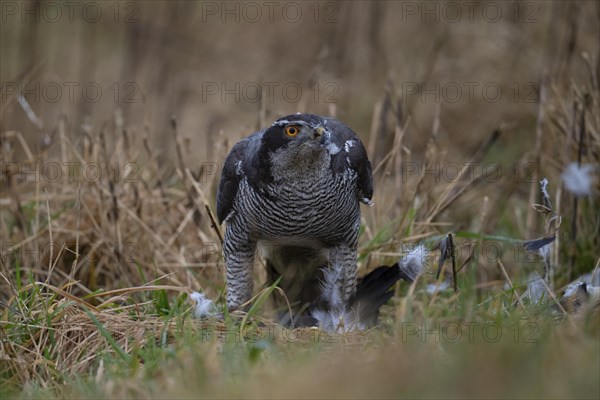 Goshawk with seized crow