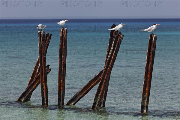 Royal tern