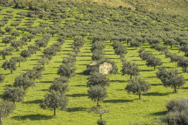 Olive grove near Custonaci