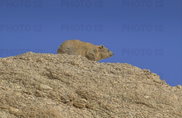 Rock hyrax