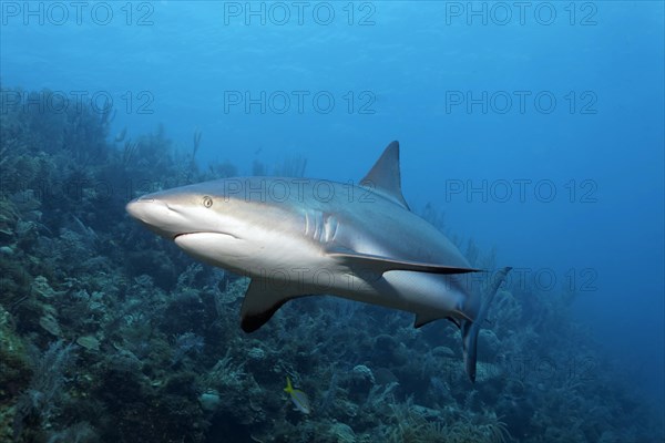 Caribbean reef shark