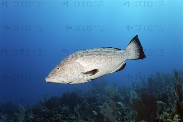 Black grouper