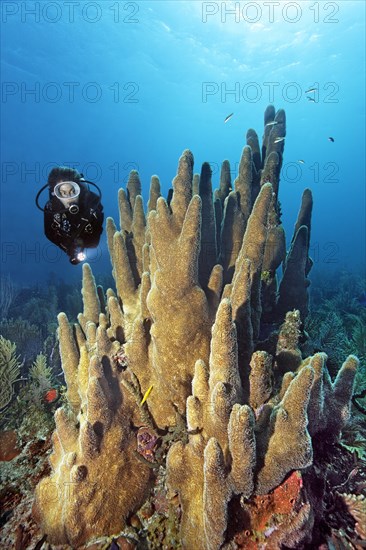 Divers looking at pillar coral