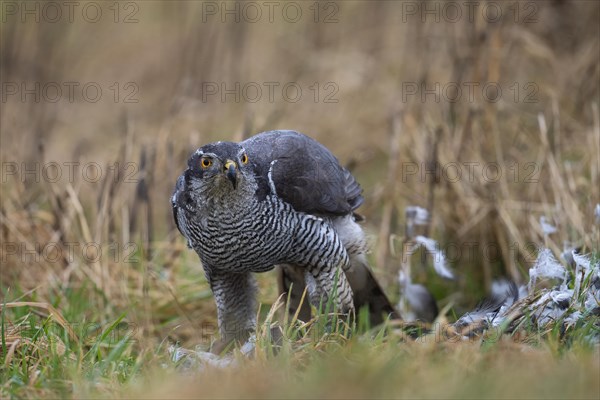 Northern goshawk