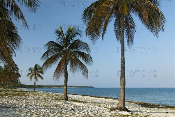 Sandy beach with palm trees
