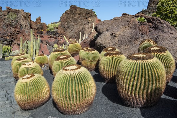 Jardin de Cactus