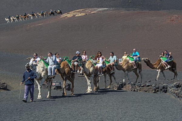 Tourists riding dromedaries in Timanfaya National Park