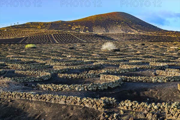 Vines with walls of lava rock