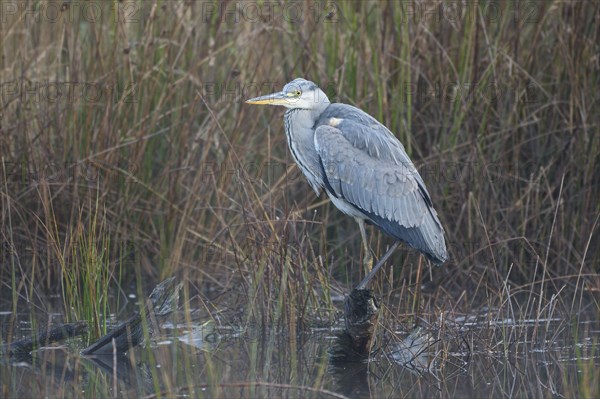 Grey heron