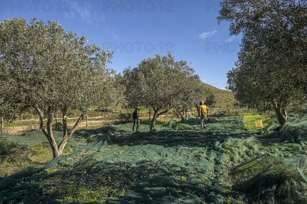 Olive harvest near Custonaci