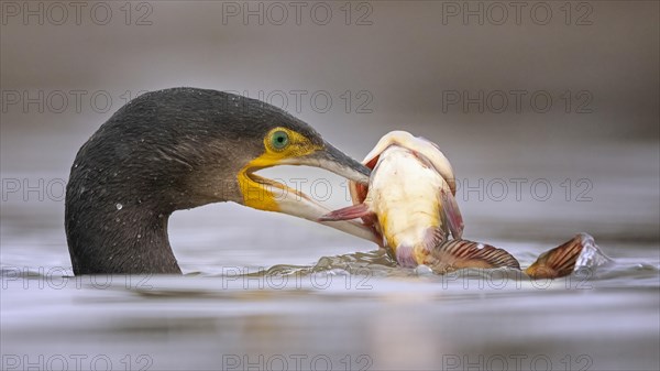 Great cormorant