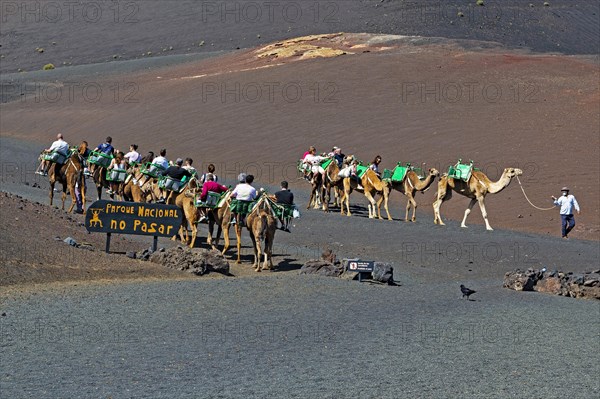 Tourists riding dromedaries in Timanfaya National Park
