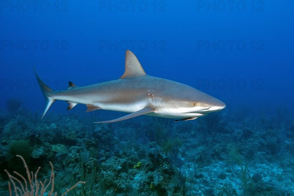 Caribbean reef shark