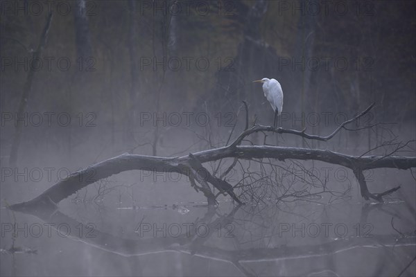 Great egret