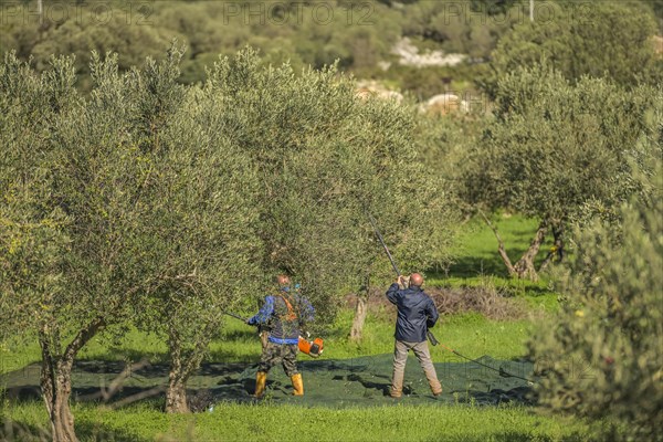 Olive harvest near Custonaci