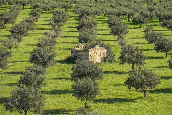 Olive grove near Custonaci