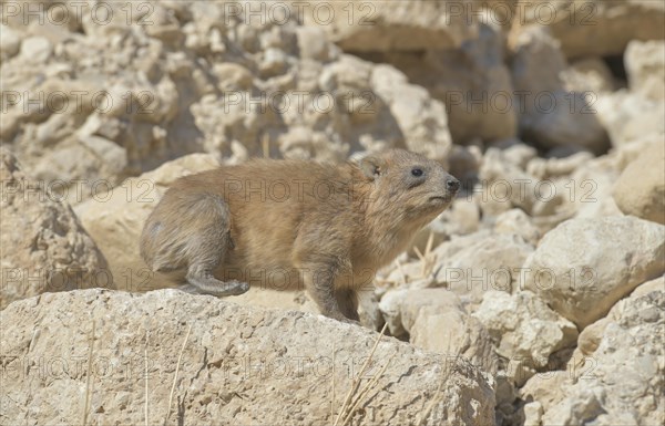 Rock hyrax