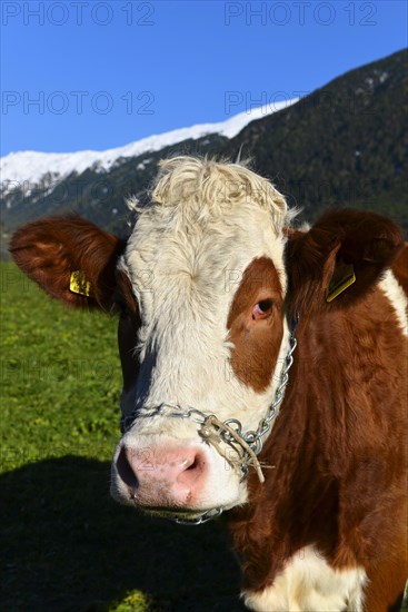 Female domestic cattles