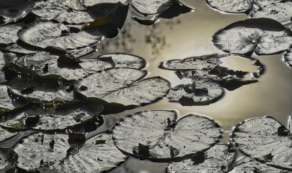 Leaves of water lilies