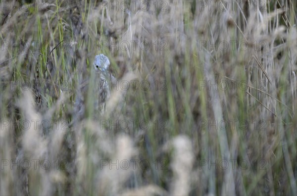 Grey heron